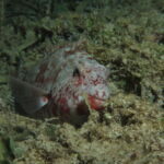 night dive varadero