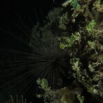 night dive varadero