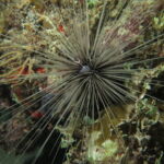 night dive varadero