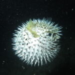 night dive varadero