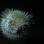 night dive varadero