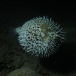 night dive varadero