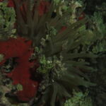 night dive varadero