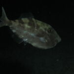 night dive varadero