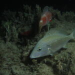 night dive varadero
