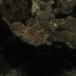 night dive varadero