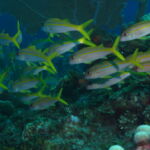 Caribbean sea Cuba