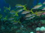 Caribbean sea Cuba
