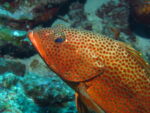 scuba diving coral beach