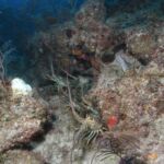scuba diving bacunayagua reef