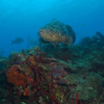 Wall Diving-Goliath Grouper