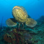 Wall Diving-Goliath Grouper