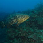 Wall Diving-Goliath Grouper