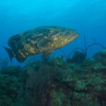 Wall Diving-Goliath Grouper