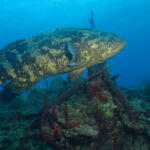 Wall Diving-Goliath Grouper