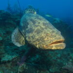 Wall Diving-Goliath Grouper