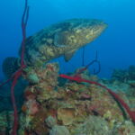 Wall Diving-Goliath Grouper