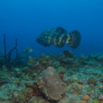 Wall Diving-Goliath Grouper