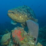 Wall Diving-Goliath Grouper