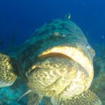 Wall Diving-Goliath Grouper