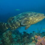 Wall Diving-Goliath Grouper