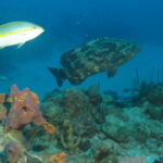 Wall Diving-Goliath Grouper