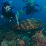 wall diving bay of pigs