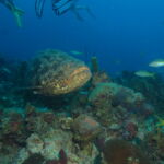 Wall Diving-Goliath Grouper