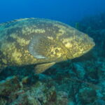 Wall Diving-Goliath Grouper