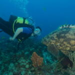 Wall Diving-Goliath Grouper