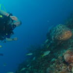 Wall Diving-Goliath Grouper