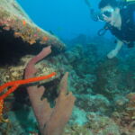 Wall Diving-Goliath Grouper