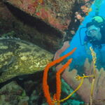 Wall Diving-Goliath Grouper
