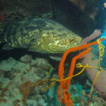 Wall Diving-Goliath Grouper