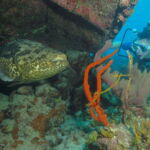 Wall Diving-Goliath Grouper