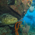 Wall Diving-Goliath Grouper