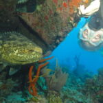 Wall Diving-Goliath Grouper