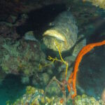Wall Diving-Goliath Grouper