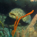 Wall Diving-Goliath Grouper