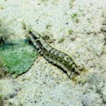 diving coral reef varadero