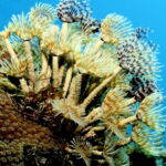 varadero scuba diving