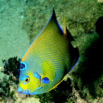 varadero scuba diving