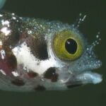 bacunayagua reef