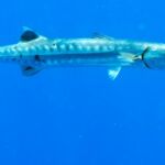 Buceo varadero cuba