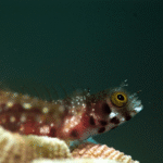 Discovery-Scuba-courses-from-havana