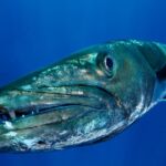 barracuda cuba scuba diving