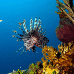 best-dives-in-cuba