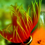 buceador-de-mar-abierto-padi