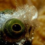 buceo-en-la-bahia-de-cochinos