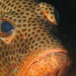 buceo-en-varadero